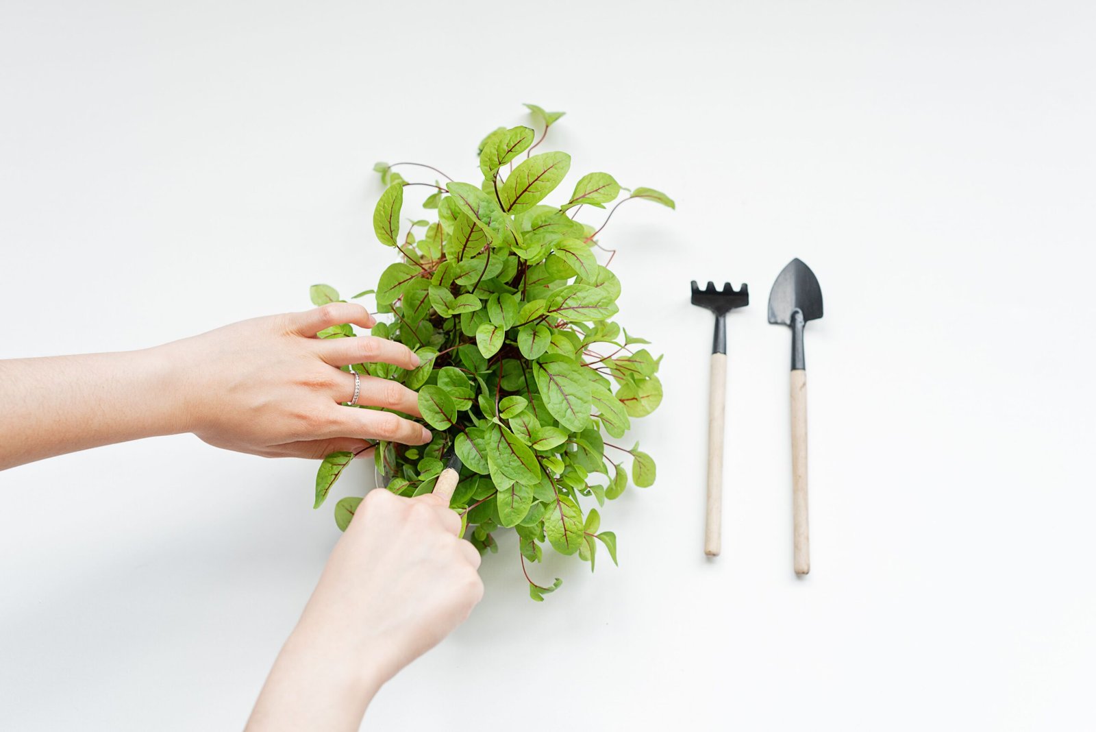 Garden Tool Set
